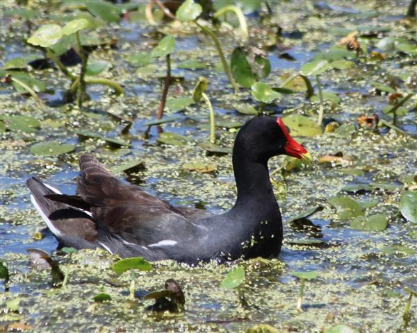 Gallinule